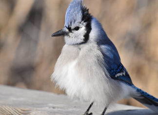 The Top 10 Most Beautiful & Intelligent Birds in the World The Top 10 Most Beautiful & Intelligent Birds in the World