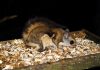 Japanese Dwarf Flying Squirrel Japanese dwarf flying squirrel